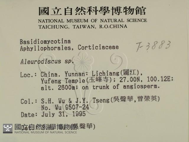 盤革菌屬藏品圖，第2張