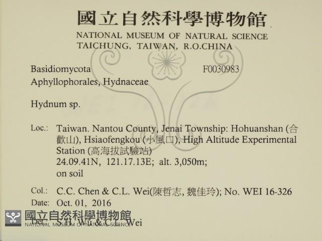 齒菌屬藏品圖，第2張