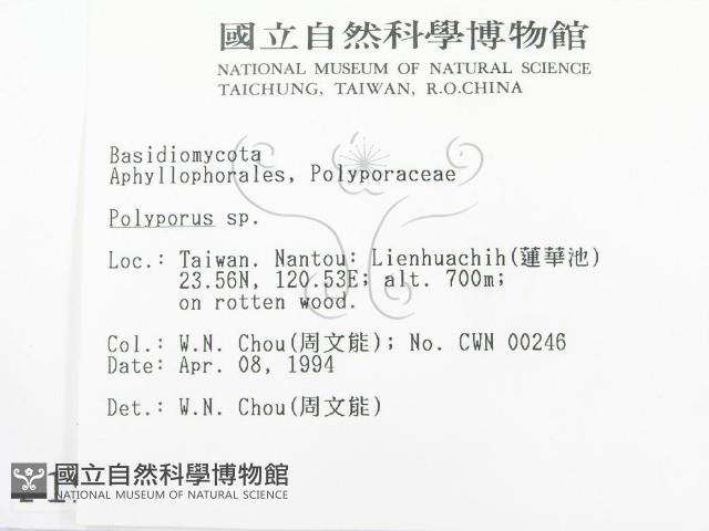 多孔菌屬藏品圖，第2張