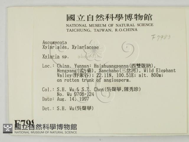 炭角菌屬藏品圖，第2張