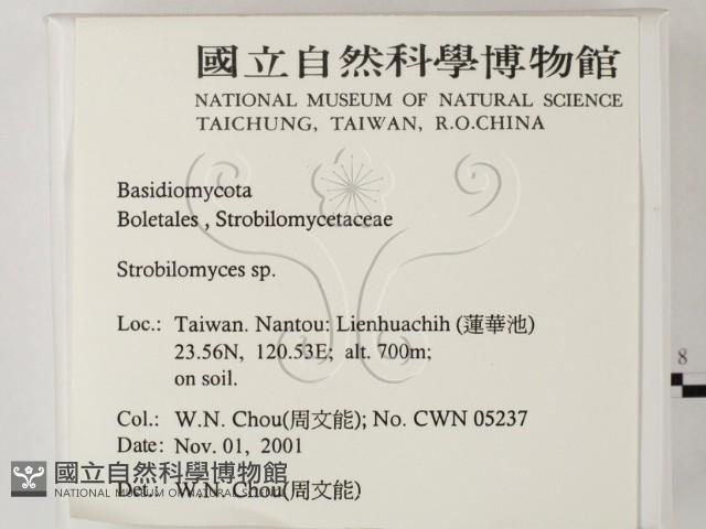 松塔牛肝菌屬藏品圖，第2張