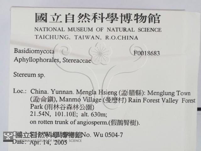 韌革菌屬藏品圖，第2張