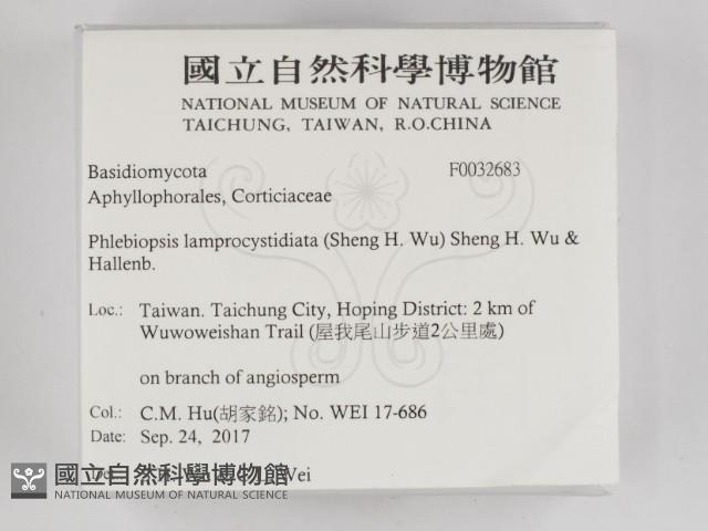 燈籠囊擬射脈菌藏品圖，第2張