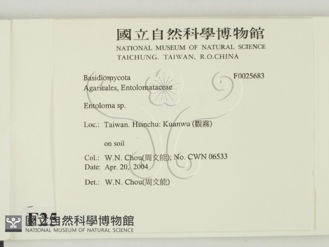 粉褶菌屬藏品圖，第2張