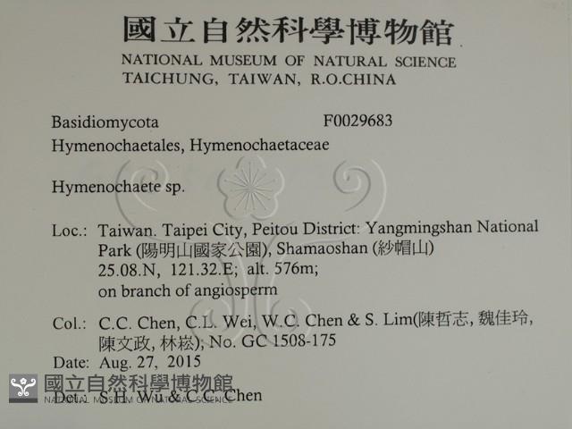 刺革菌屬藏品圖，第2張