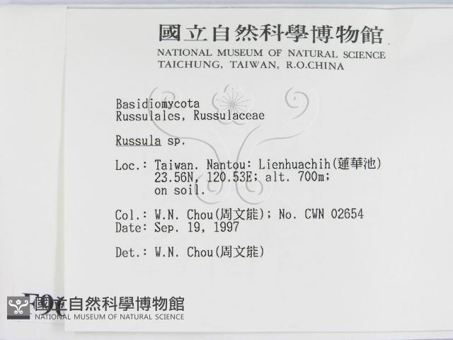 紅菇屬藏品圖，第2張