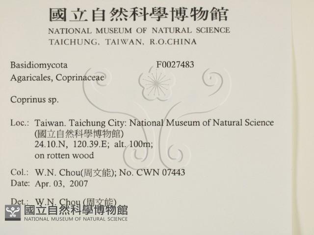 鬼傘屬藏品圖，第2張