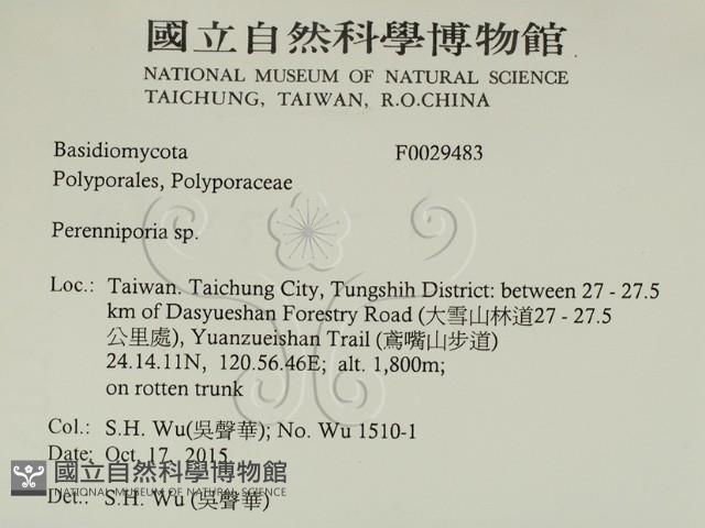 多年臥孔菌屬藏品圖，第2張