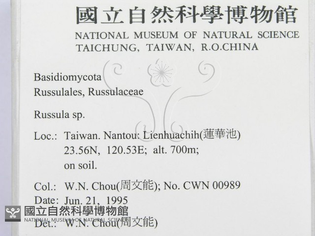 紅菇屬藏品圖，第2張