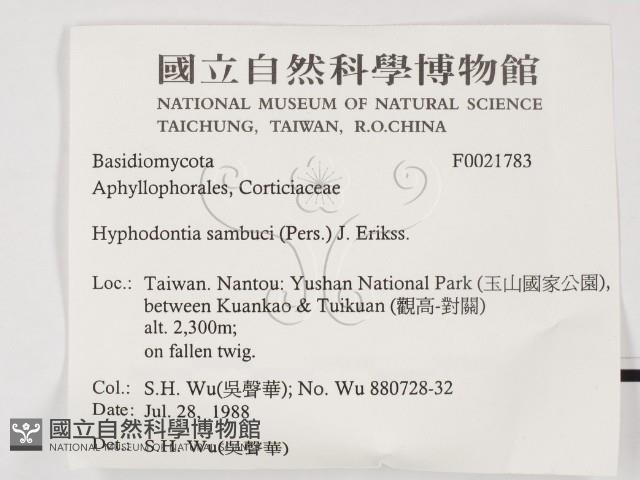 冇骨消絲齒菌藏品圖，第2張