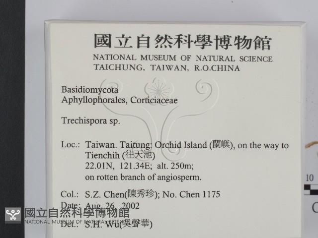 粗糙孢菌屬藏品圖，第2張