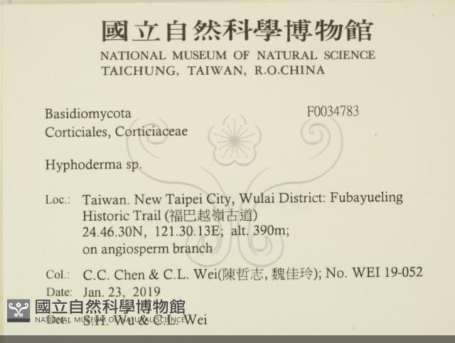 絲皮菌屬藏品圖，第2張