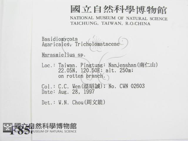 微皮傘屬藏品圖，第2張