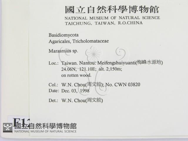 小皮傘屬藏品圖，第2張