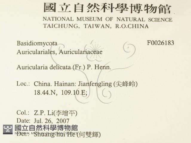 皺木耳藏品圖，第2張