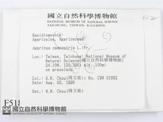 四孢蘑菇藏品圖，第2張