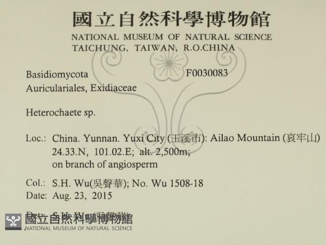刺皮菌屬藏品圖，第2張