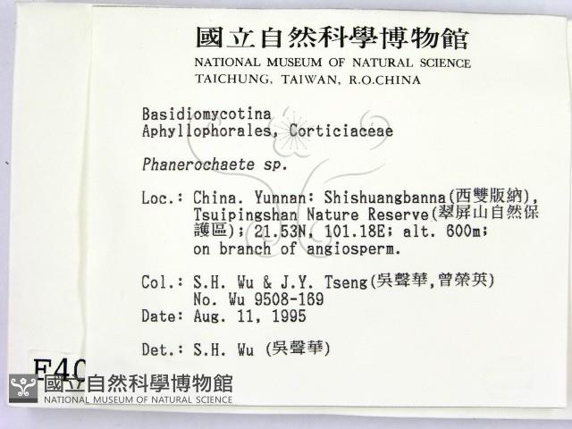 顯絲菌屬藏品圖，第2張