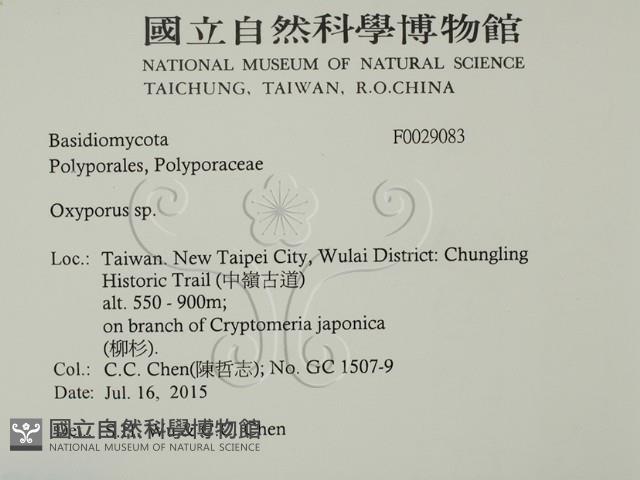 銳孔菌屬藏品圖，第2張