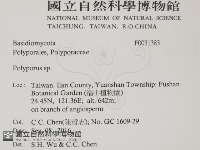 多孔菌屬藏品圖，第2張