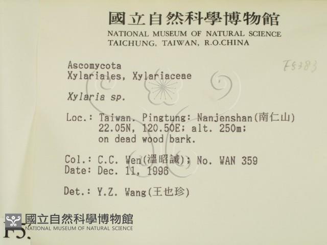 炭角菌屬藏品圖，第2張