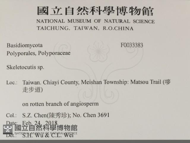 骨皮菌屬藏品圖，第2張