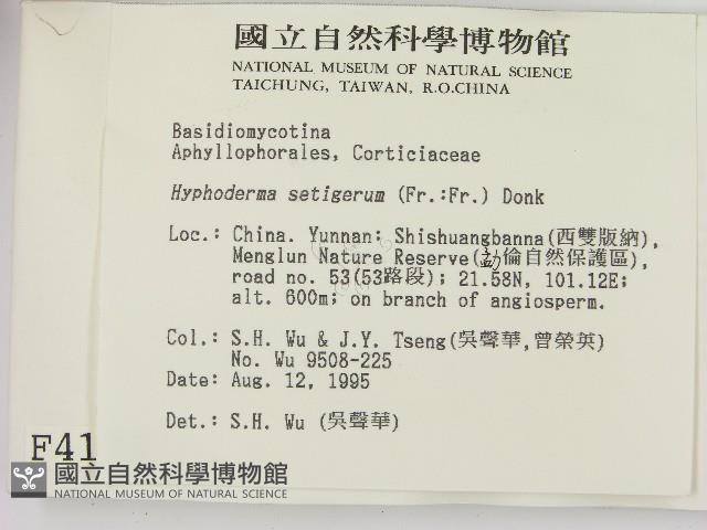 剛毛絲皮菌藏品圖，第2張