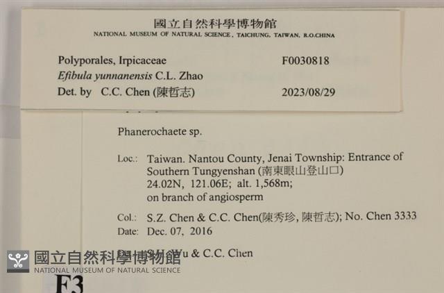 雲南無扣菌藏品圖，第3張