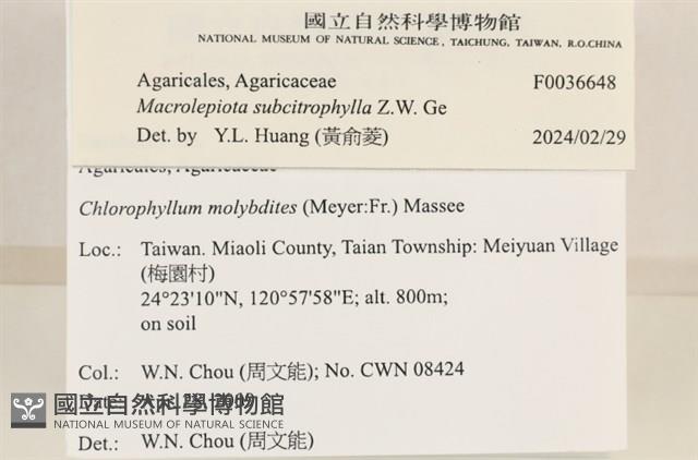 登錄號:F0036648藏品圖，第2張