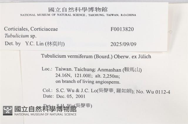 管齒菌屬藏品圖，第5張