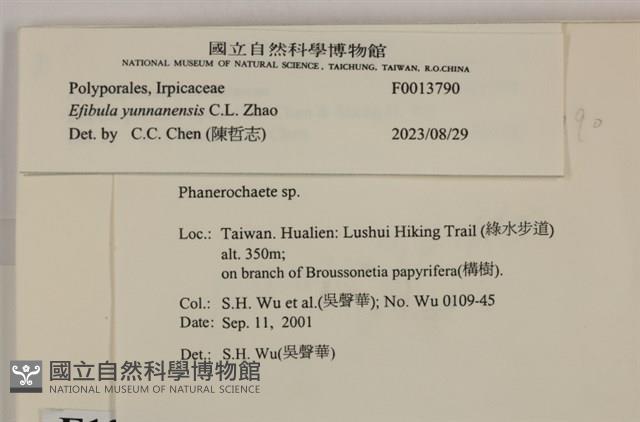 雲南無扣菌藏品圖，第3張