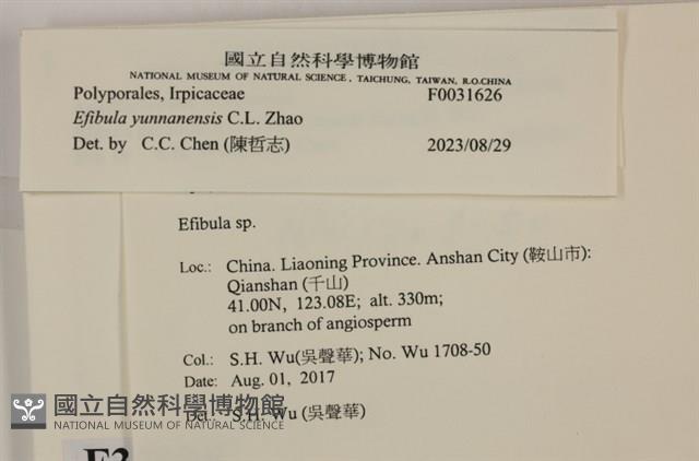 雲南無扣菌藏品圖，第3張