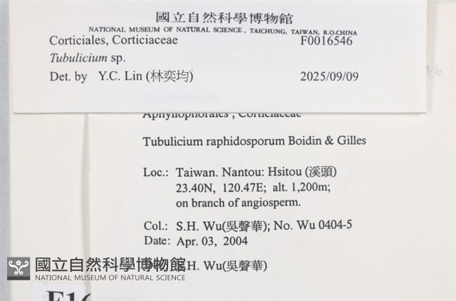 管齒菌屬藏品圖，第5張