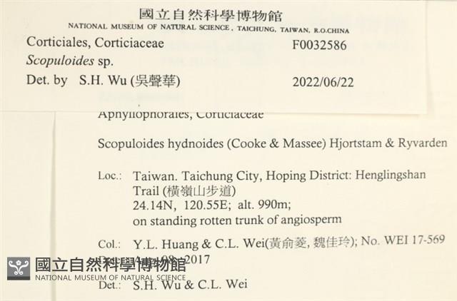 銳岩菌屬藏品圖，第3張