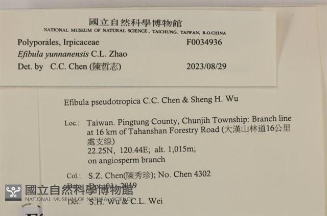雲南無扣菌藏品圖，第3張