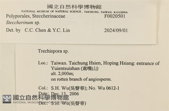 齒耳菌屬藏品圖，第6張