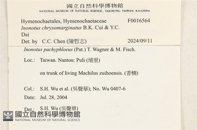 金邊纖孔菌藏品圖，第8張