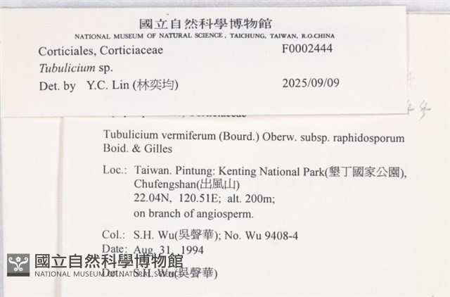 管齒菌屬藏品圖，第5張
