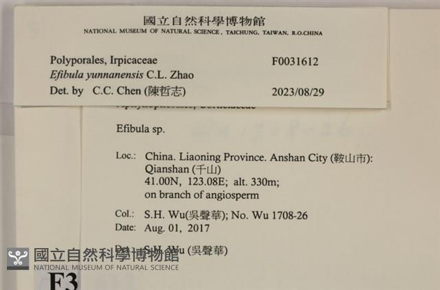 雲南無扣菌藏品圖，第3張