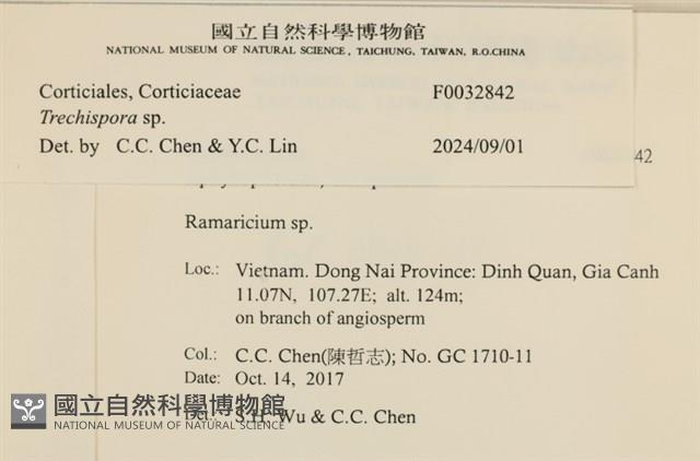 粗糙孢菌屬藏品圖，第3張