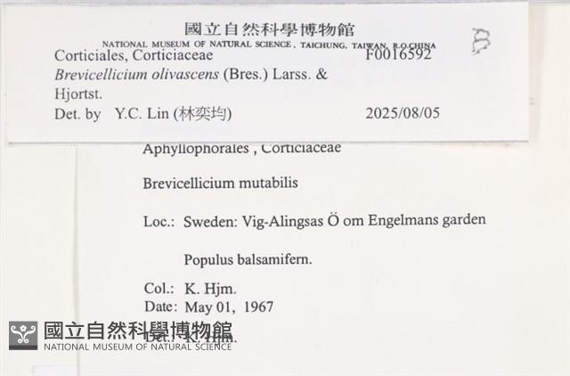 登錄號:F0016592藏品圖，第4張