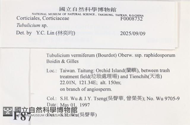 管齒菌屬藏品圖，第4張