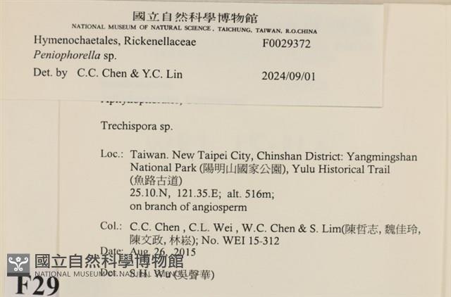擬筍殼菌屬藏品圖，第3張