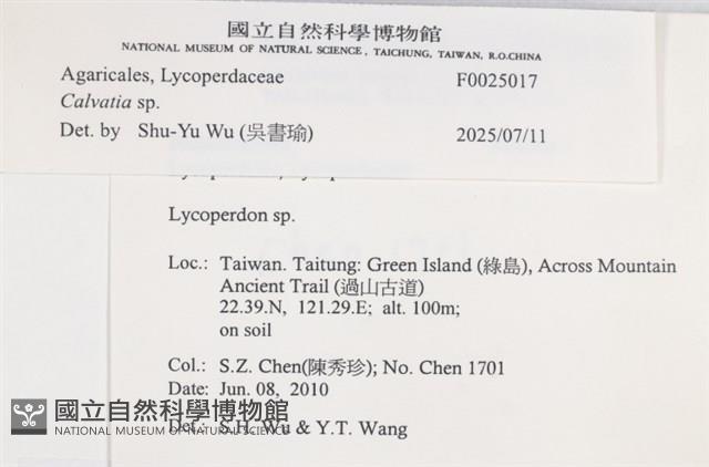 禿馬勃屬藏品圖，第4張