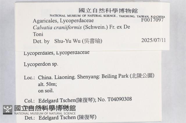 蠔韌革菌藏品圖，第4張