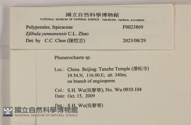 雲南無扣菌藏品圖，第4張