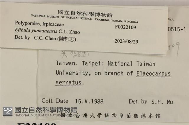 雲南無扣菌藏品圖，第4張