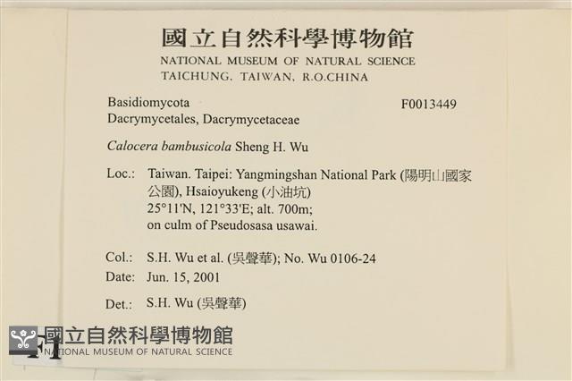 紅菇屬藏品圖，第4張