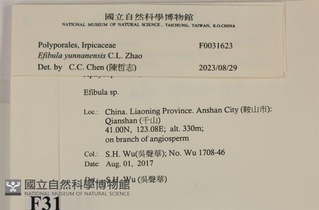 雲南無扣菌藏品圖，第3張