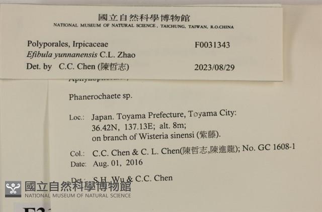 雲南無扣菌藏品圖，第3張